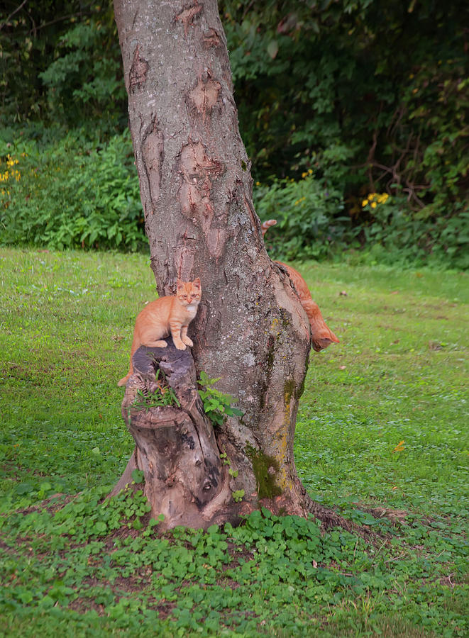 Kittens playing on the tree Photograph by Flees Photos