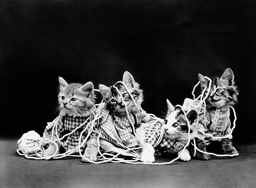 Kittens Playing With Yarn - The Entanglement - Harry Whittier Frees Photograph by War Is Hell Store