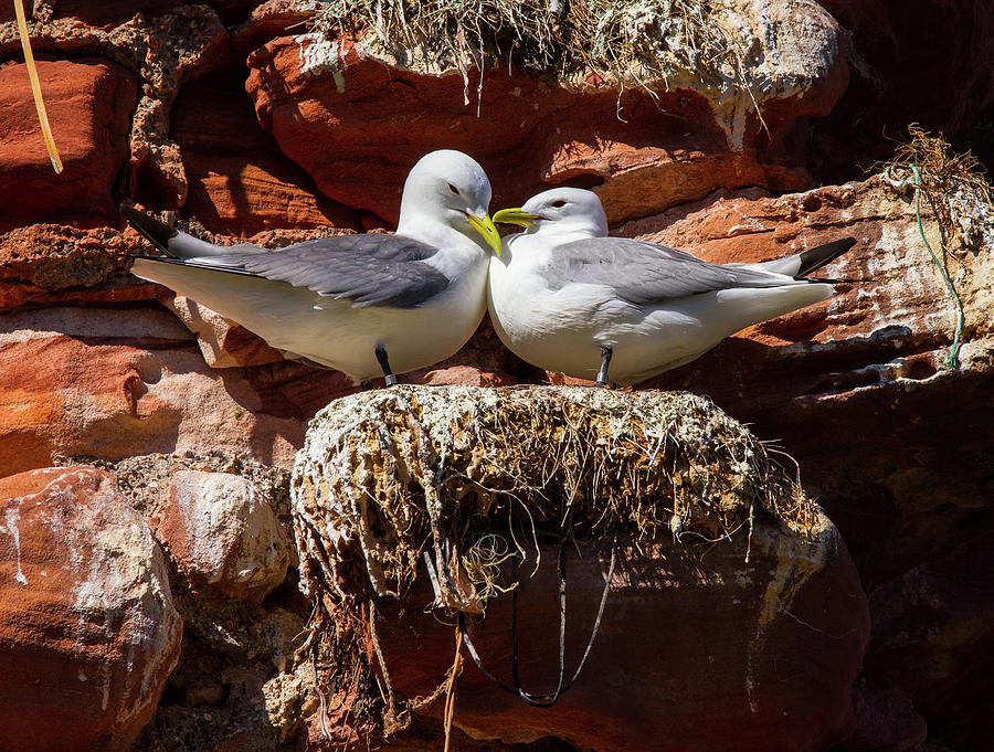Kittiwake Pair on Nest Photograph by Max Blinkhorn