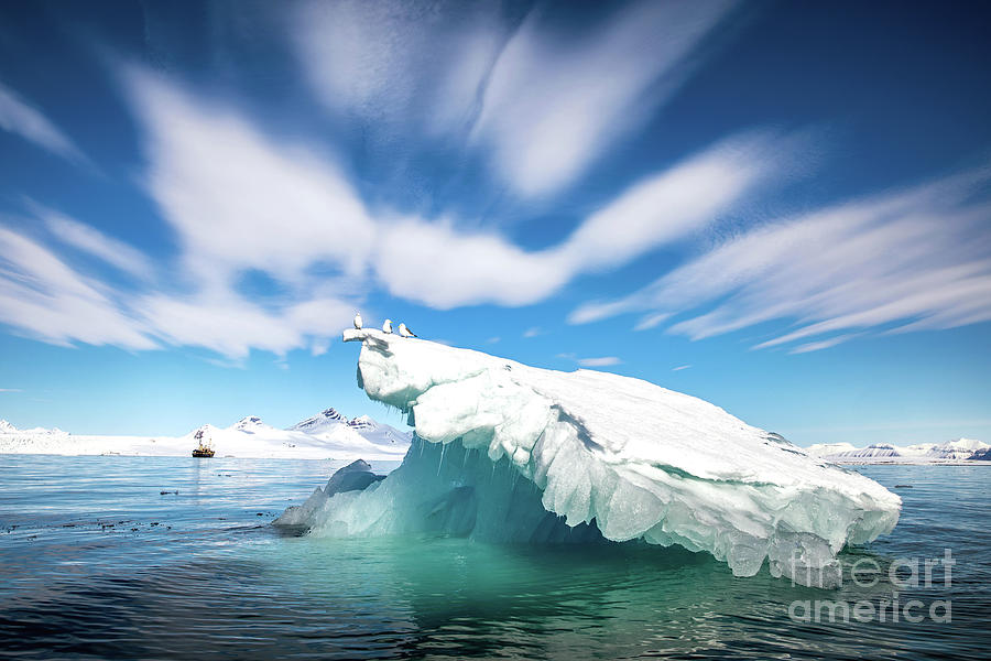 Kittiwakes on an iceberg in Svalbard Photograph by Jane Rix