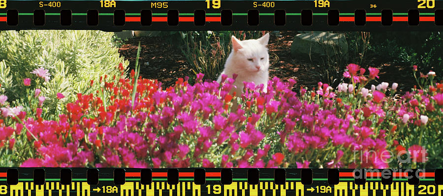 Kitty Admiring the Flowers Photograph by Shawn Jeffries