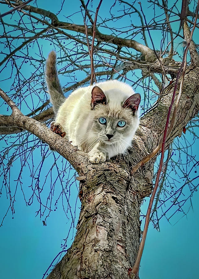Kitty Blue Eyes Photograph
