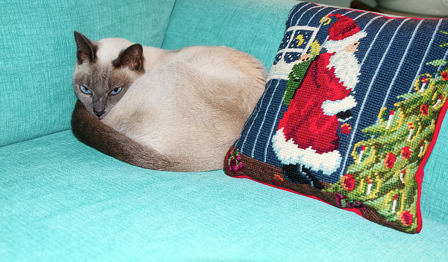 Kitty by Christmas Pillow Photograph by Sally Weigand