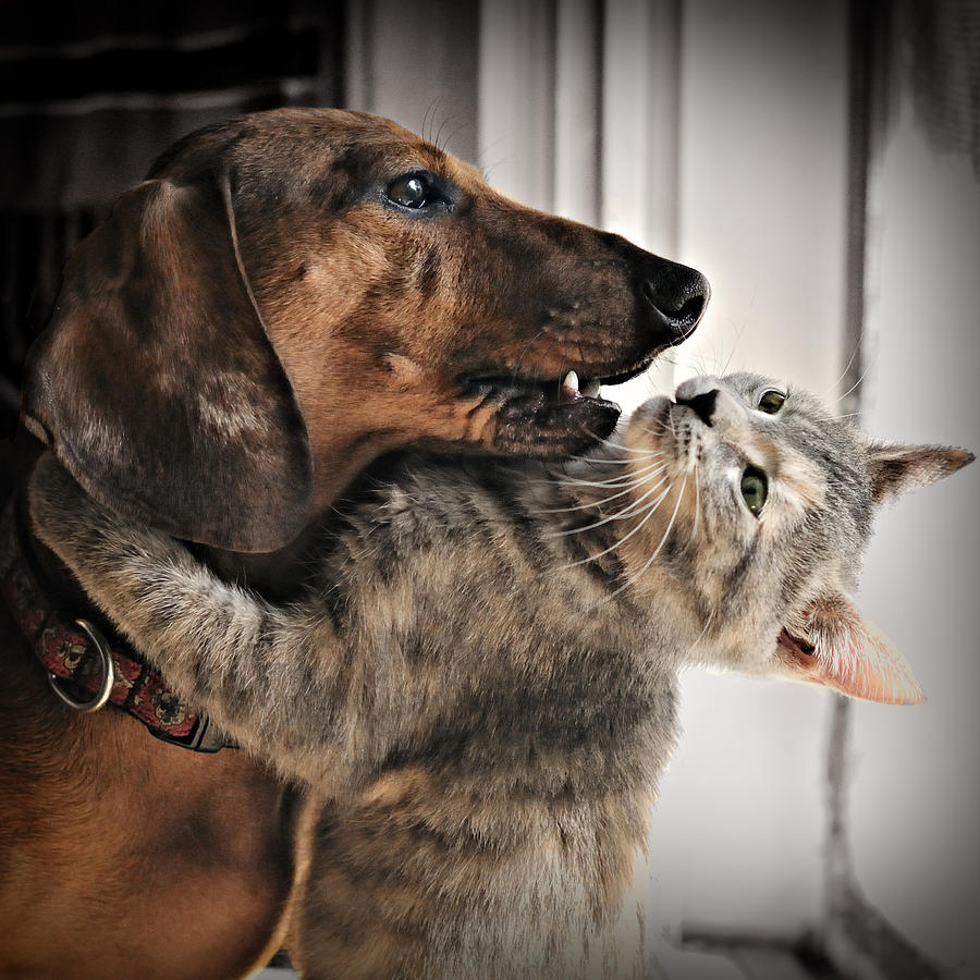 Kitty hugs dog Photograph by Janice Lin