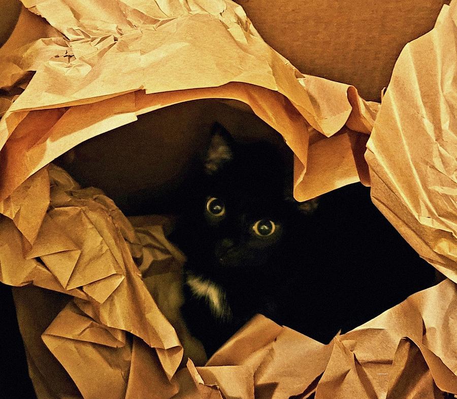 Kitty in a Fun Box Photograph by Kathy Barney