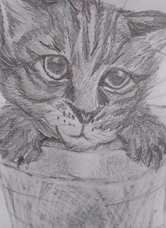 Kitty In A Cup Drawing