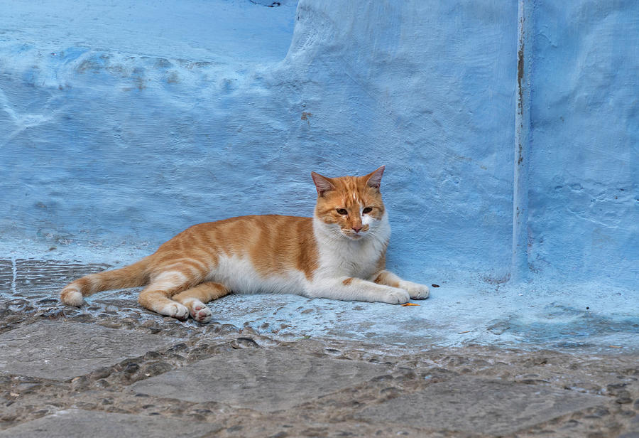 Kitty in Blue Morocco Photograph by Roni Chastain