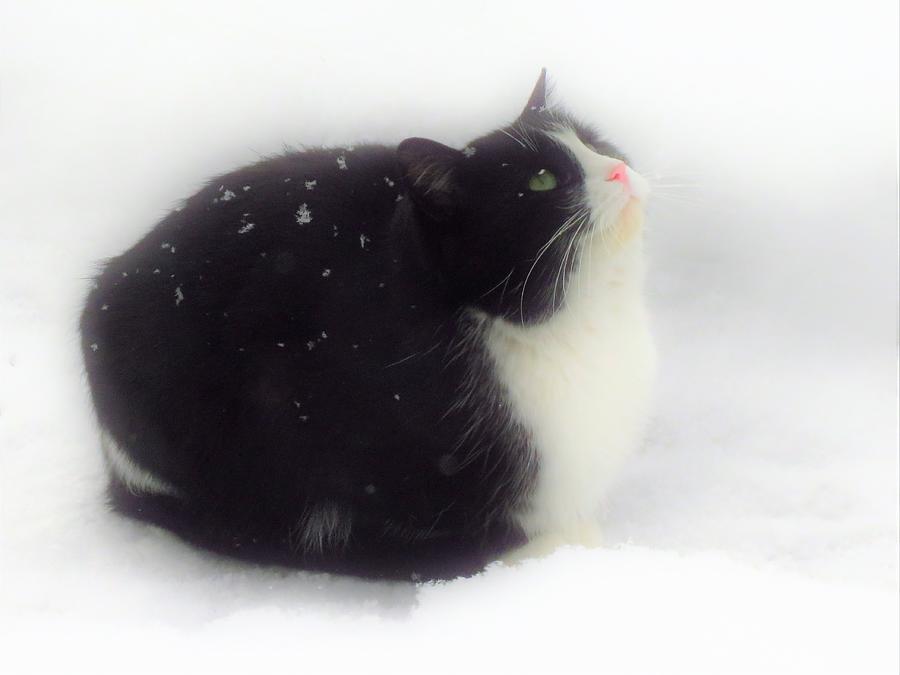 Kitty in the Snow  Photograph by Lori Frisch