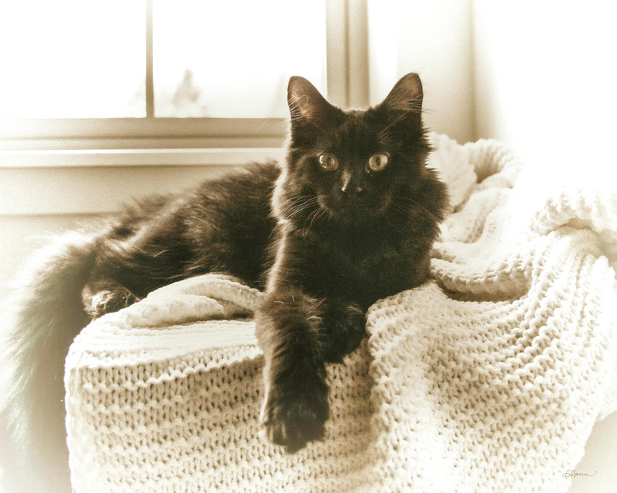 Kitty on a Knit Blanket Digital Art by Cindy Collier Harris