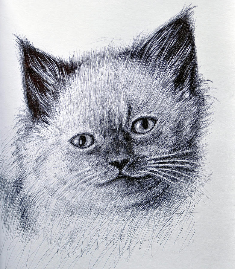 Kitty Drawing by Rick Hansen