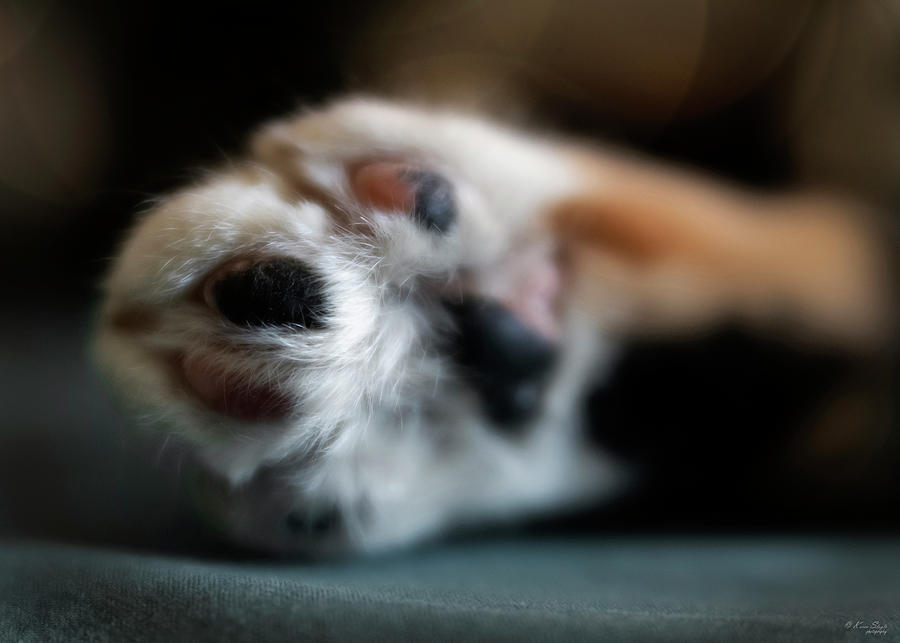 Kitty Toes Photograph by Karen Slagle