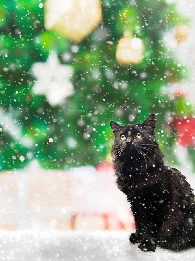Kitty With Snowy Tree Photograph by Susan Molnar