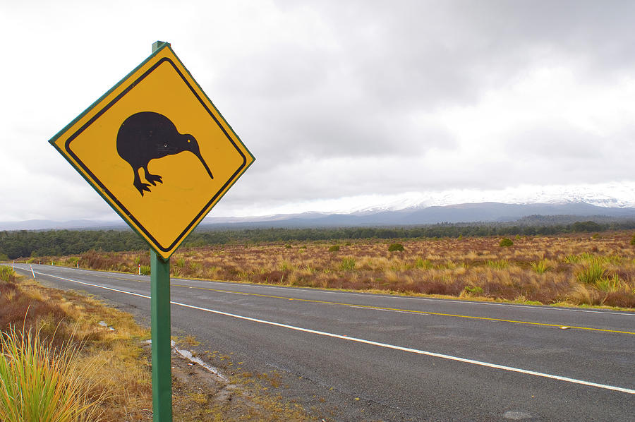 Kiwi crossing New Zealand Photograph by David L Moore