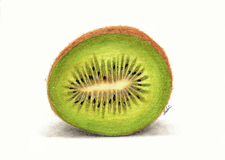 Kiwi Bird Kiwi Fruit Drawing Stock Illustrations – 62 Kiwi Bird Kiwi Fruit  Drawing Stock Illustrations, Vectors & Clipart - Dreamstime