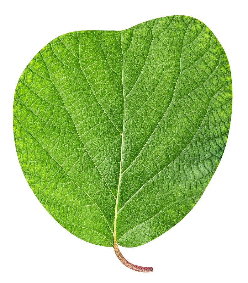 Kiwi leaf isolated on white background Photograph by Assja
