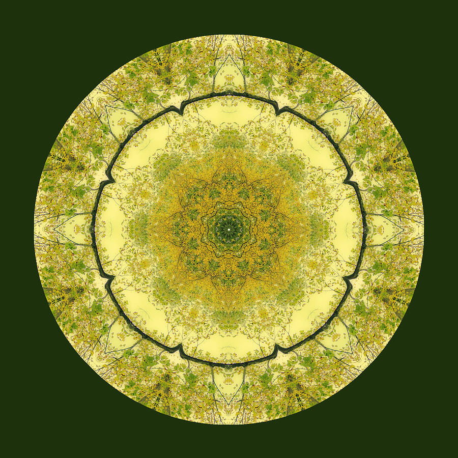 Kiwi Tree Mandala Digital Art by Amy Neufeld