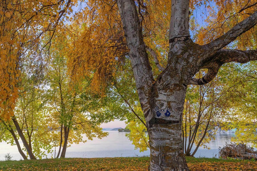 Tree Photograph - Klamath Falls Autumn Park by Christopher Johnson