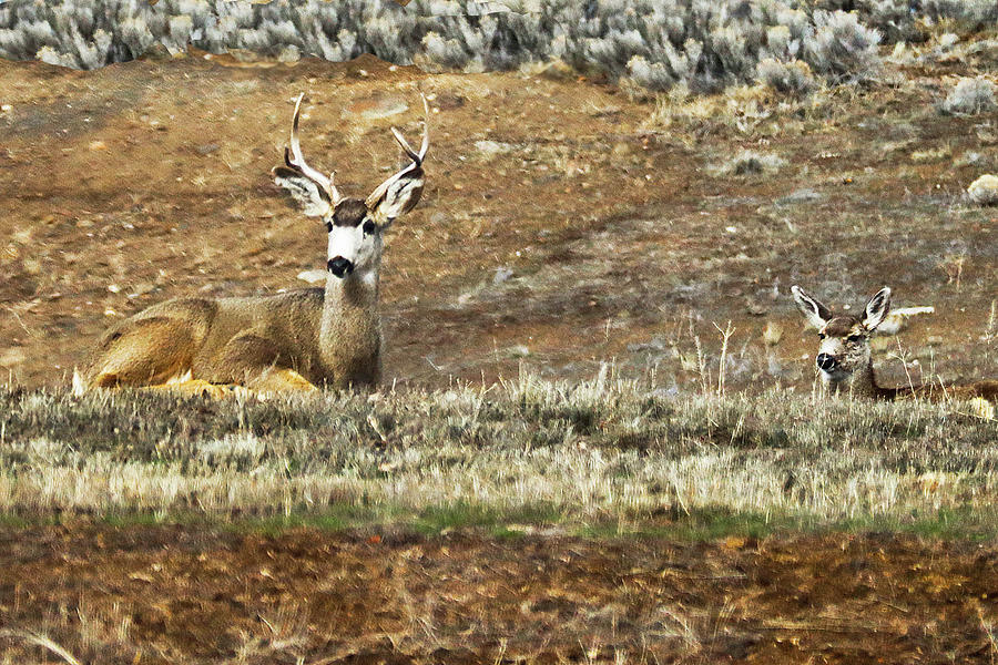 Klamath Falls Mule Deer Photograph by Joyce Dickens - Fine Art America