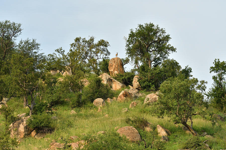 Klipspringer on klip Photograph by Wild Africa Nature