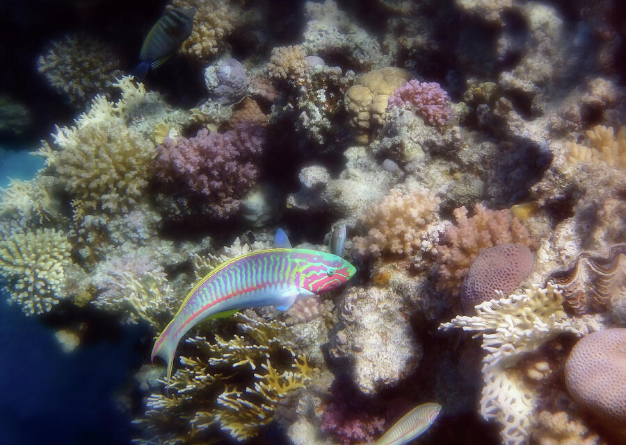 Kluntzingers Wrasse Among The Red Sea Corals Photograph by Johanna Hurmerinta