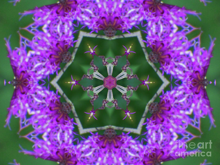 Knapweed Kaleidoscope flower Digital Art by Charles Robinson