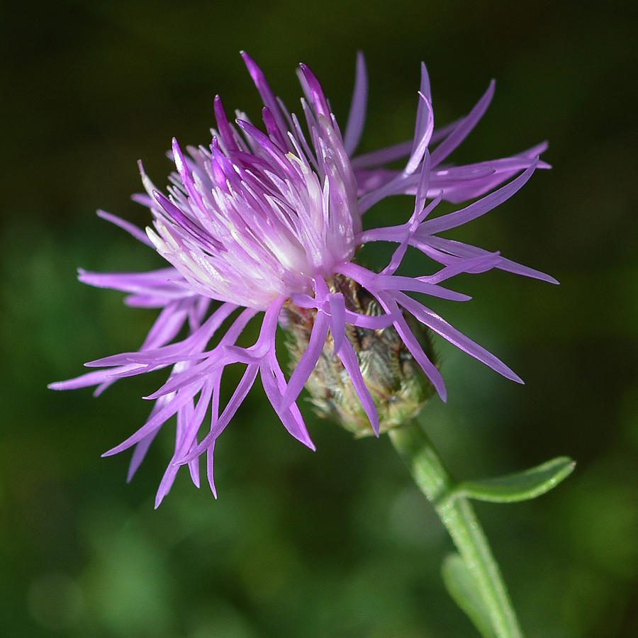 Spotted Knapweed Photograph by Tana Reiff