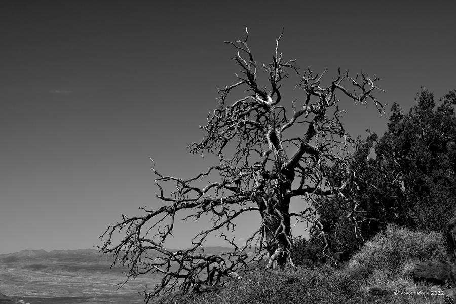 Knarly Old Man Photograph by Robert Welch | Fine Art America