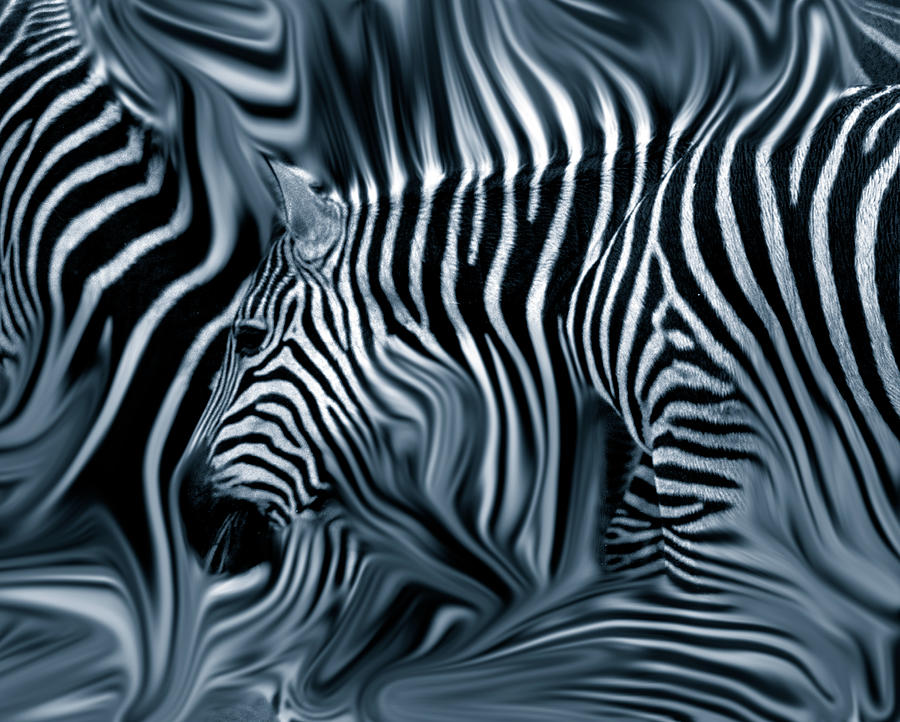 Knee Deep in Blue Zebras  Photograph by Wayne King