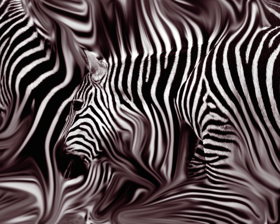 Knee Deep in Brown Zebras  Photograph by Wayne King