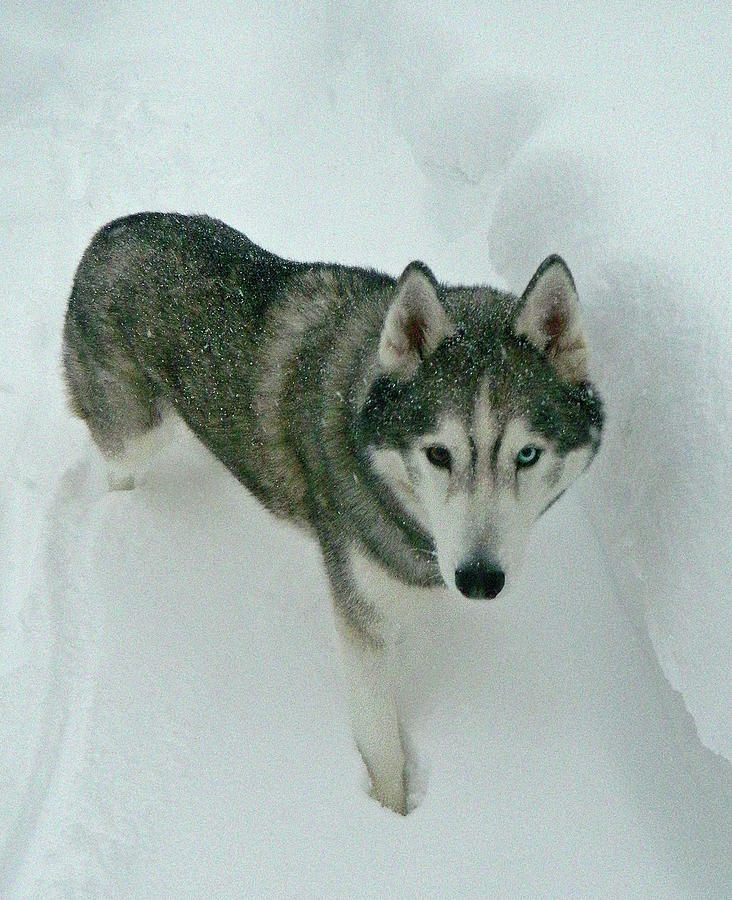 Knee Deep In Snow - Tyr The Alaskan Husky2 Photograph by Emmy Marie Vickers