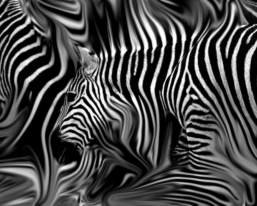 Knee Deep in Zebras Monochrome Photograph by Wayne King