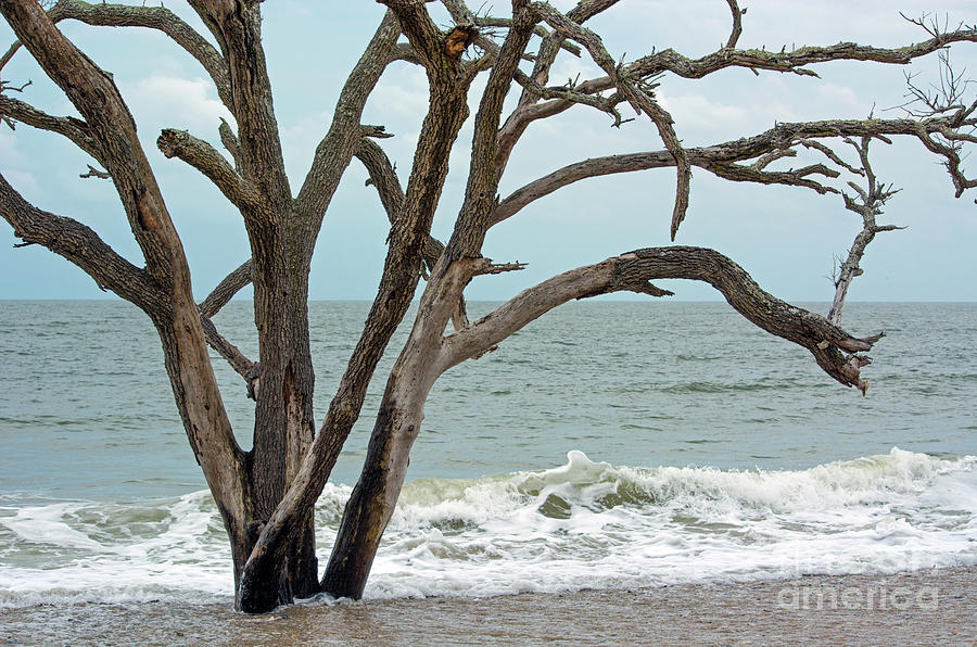 Knee Deep Photograph by Linda Vodzak