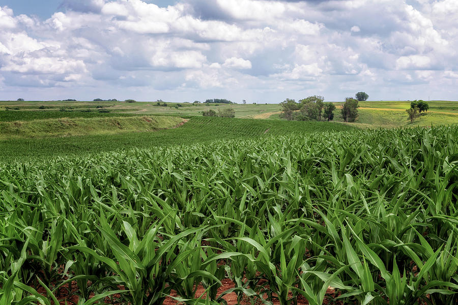 Knee High by July - Iowa Loess Hills Photograph by Susan Rissi Tregoning