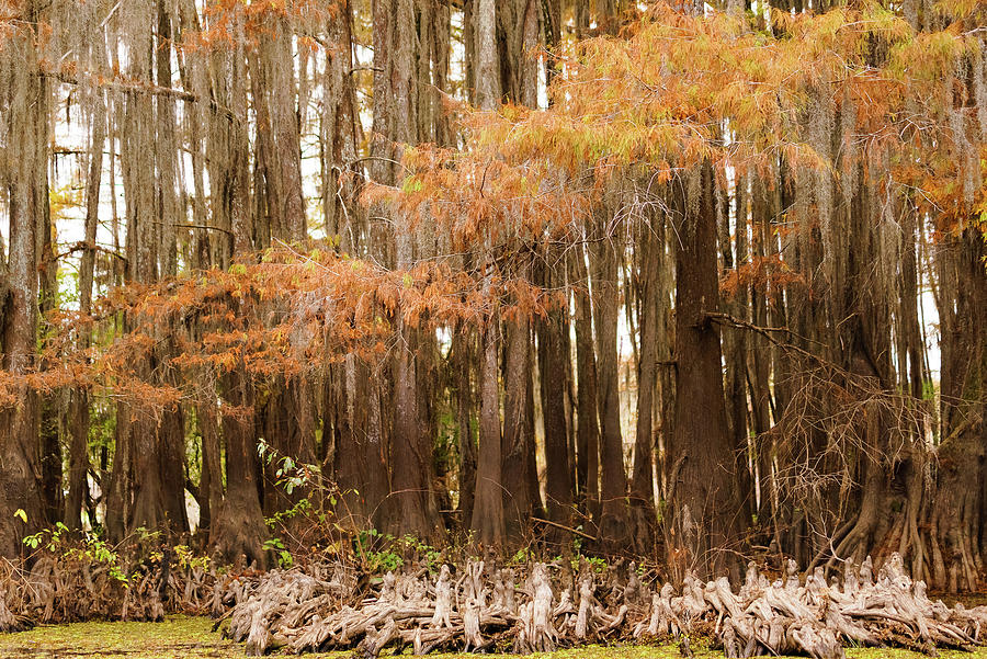 Knees of Bald Cypress Trees in Autumn - Caddo Lake - Texas Photograph by Ellie Teramoto