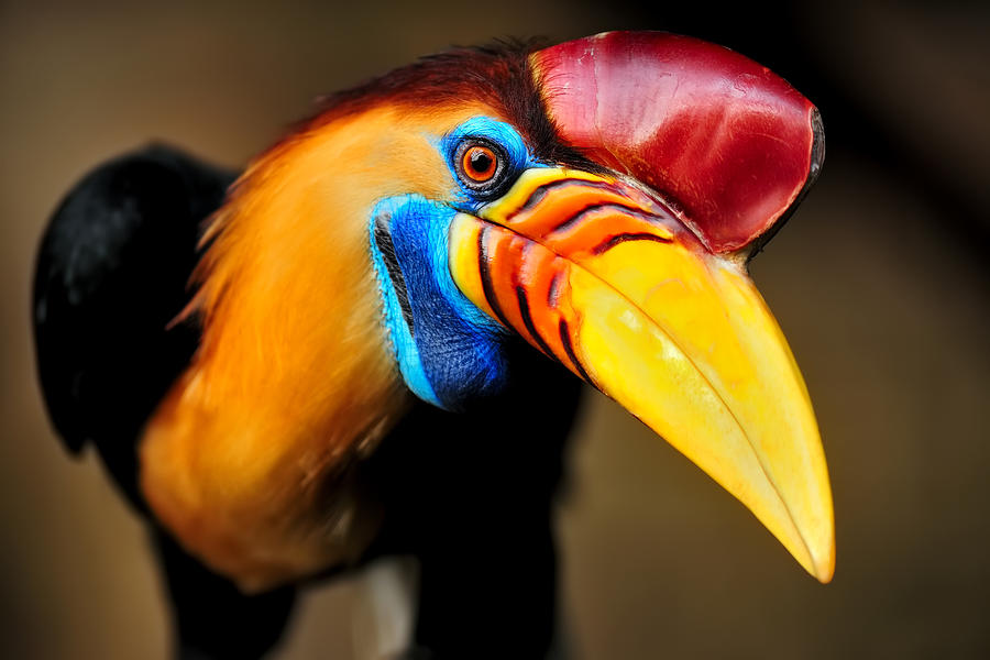 Knobbed Hornbill Photograph by Freder