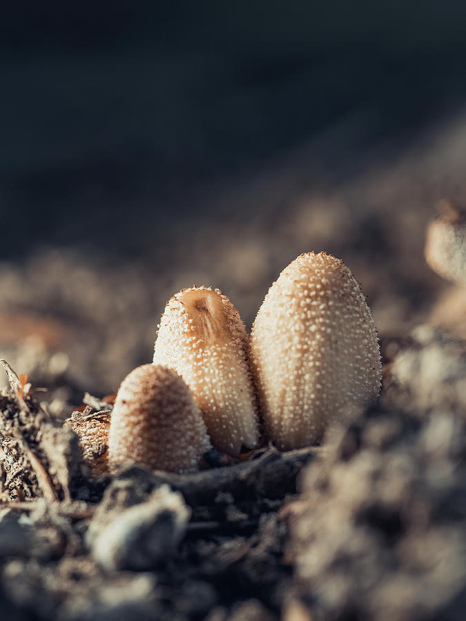 Knobbly Fungi Photograph by Scott Lyons Knobbly Fungi Photograph by Scott Lyons