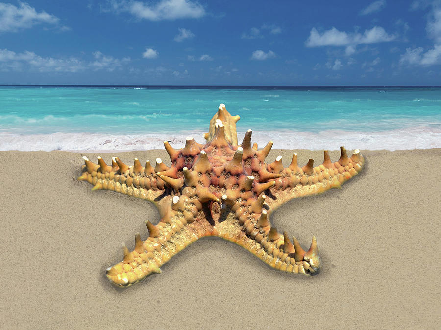 Knobby Starfish Shell On The Beach Photograph by Sandi OReilly