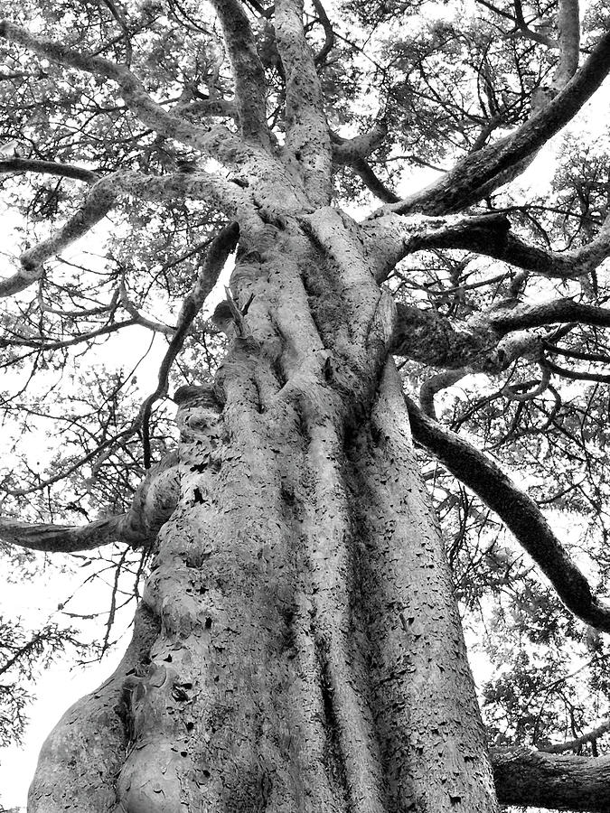 Tree Photograph - Knobby Trunk Tree 2 by Mike McGlothlen