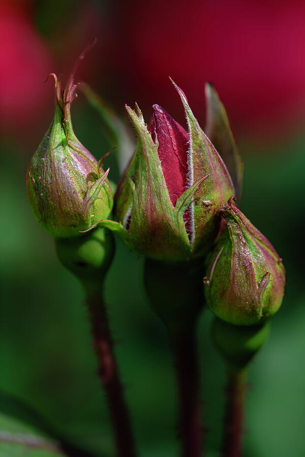 Knock-out Rose Buds Photograph by Debra Martz Knock-out Rose Buds Photograph by Debra Martz