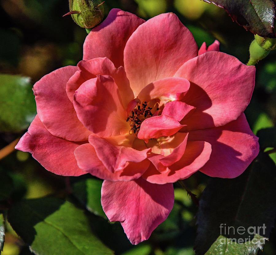 Coral Knock Out Rose With Perfect Petals Photograph by Cindy Treger ...