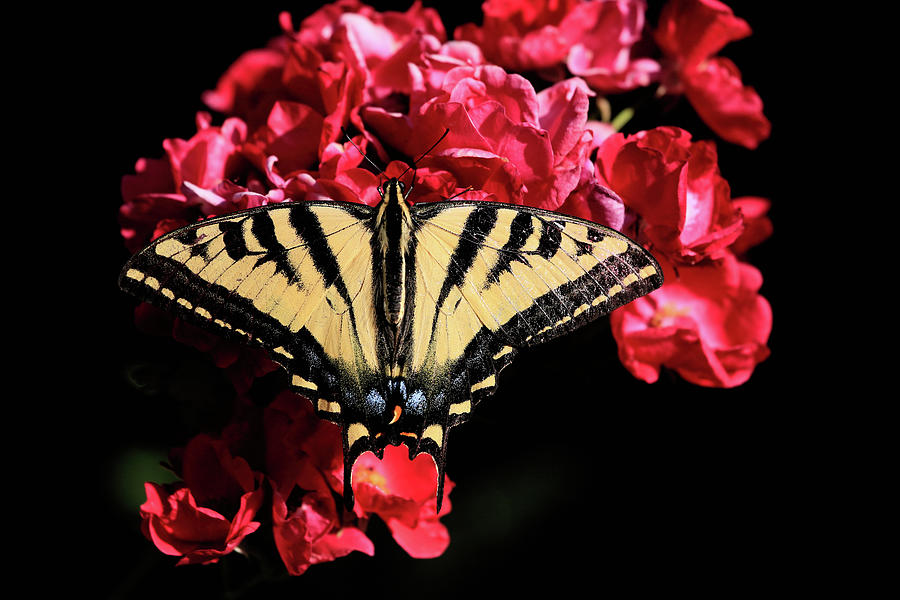 Butterfly Photograph - Knockout by Donna Kennedy