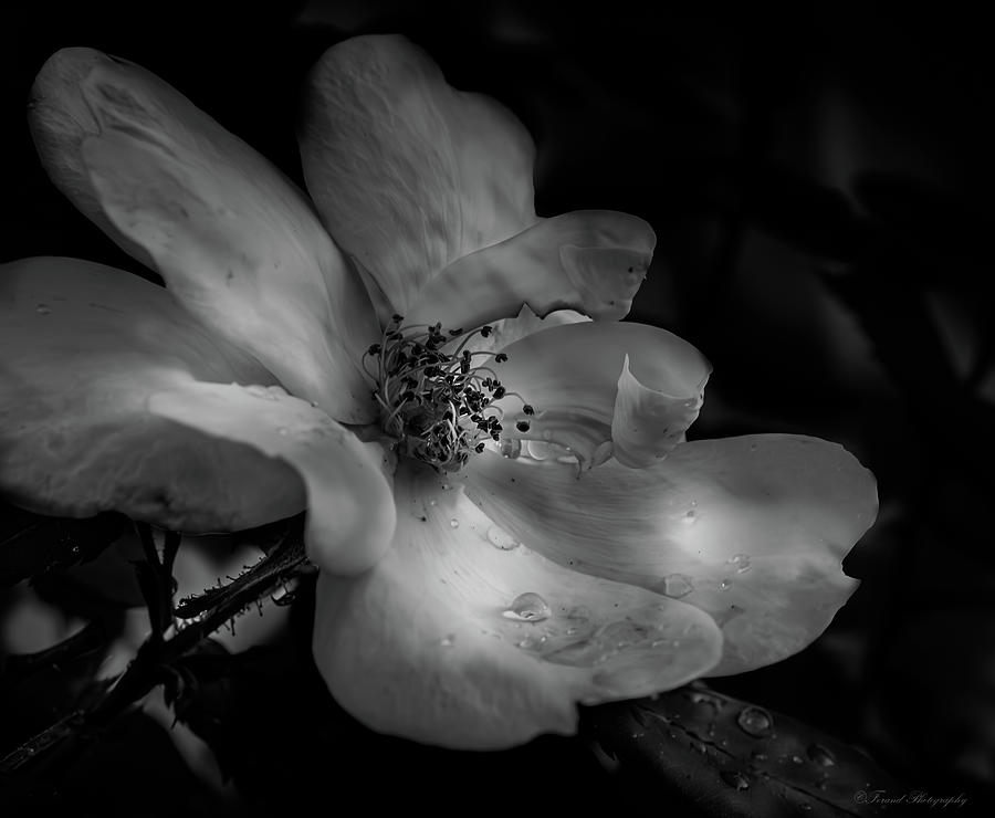 Nature Photograph - Knockout Rose in Black And White  by Debra Forand