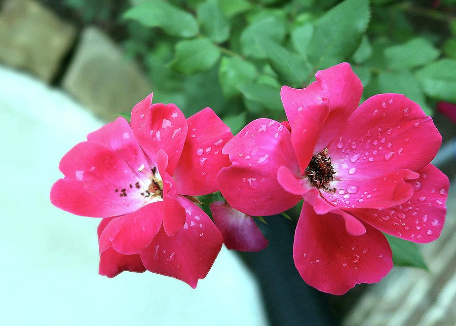Knockout Roses In Rain. Rosaceae Photograph