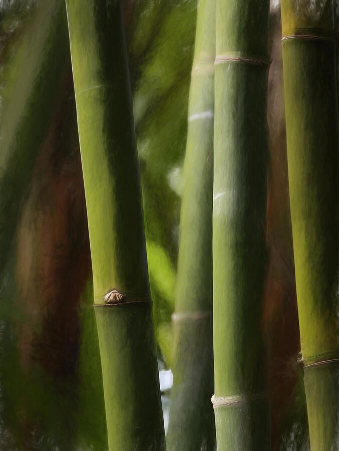 Knotty Bamboo Photograph by Dodie Ross Knotty Bamboo Photograph by Dodie Ross