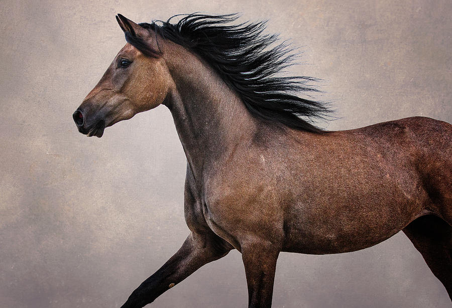 Knox - Horse Art Photograph by Lisa Saint