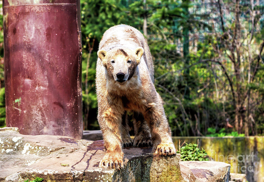 Knut at the Berlin Zoo Photograph by John Rizzuto