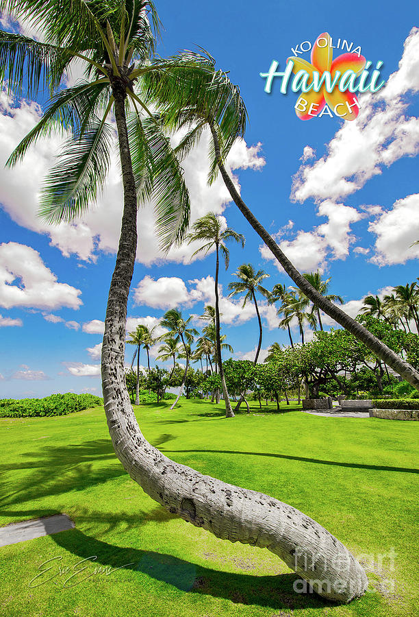 Ko Olina Twisted Palm Tree Post Card Photograph by Aloha Art
