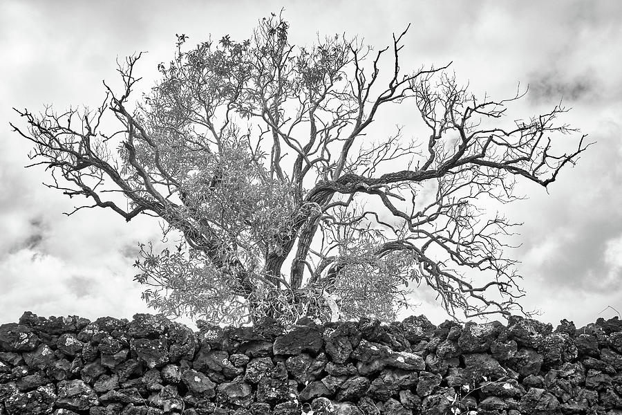 Koa Tree and Lava Rock Wall, Hawaii Photograph by Jim Hughes