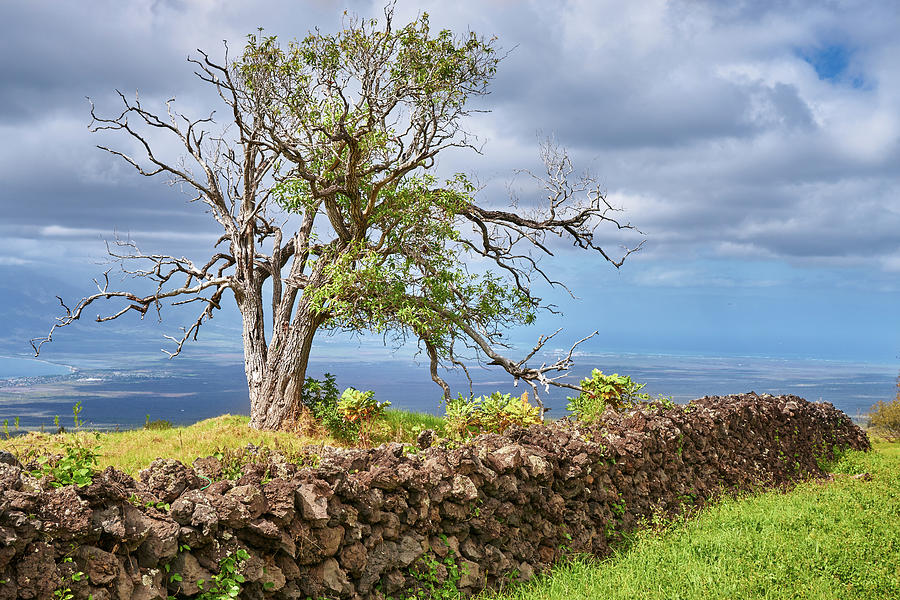 Koa Tree and Lava Rock Wall, Maui Photograph by Jim Hughes