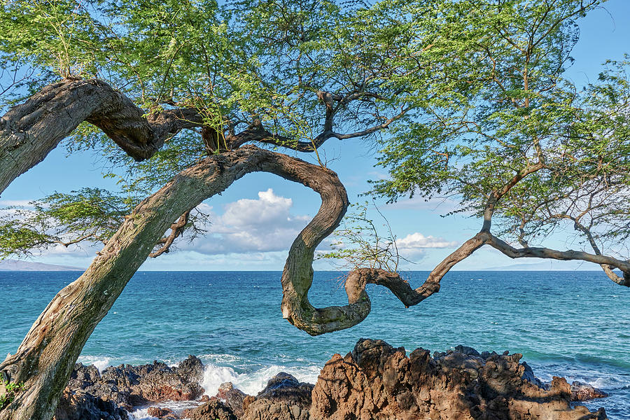 Tree Photograph - Koa tree on Maui by Jim Hughes